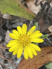 Chrysopsidinae