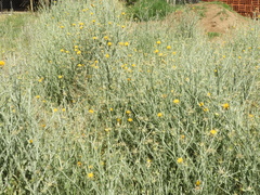 Centaurea solstitialis