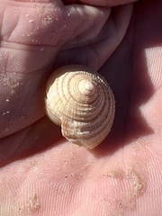 Semicassis granulata