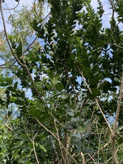 Chionanthus fluminensis