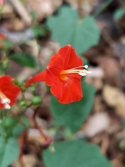 Ipomoea hederifolia