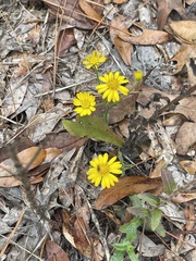 Chrysopsidinae
