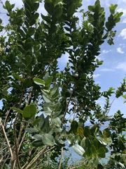 Chionanthus fluminensis