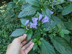 Strobilanthes cusia