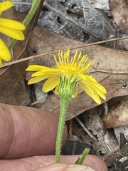 Chrysopsidinae