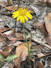 Chrysopsidinae