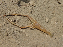 Macrobrachium nipponense