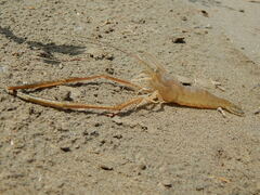 Macrobrachium nipponense