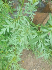 Cosmos sulphureus