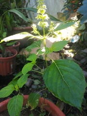 Ocimum
