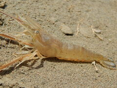 Macrobrachium nipponense