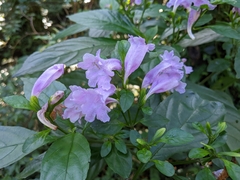 Strobilanthes cusia