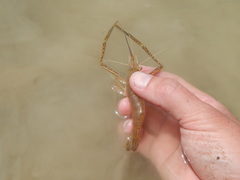 Macrobrachium nipponense