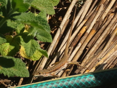 Pedioplanis lineoocellata