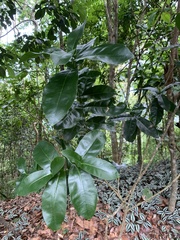 Chionanthus fluminensis