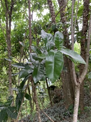 Chionanthus fluminensis