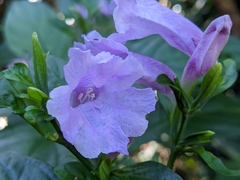 Strobilanthes cusia