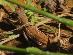 Pedioplanis lineoocellata