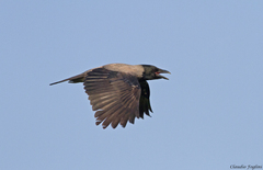 Corvus cornix