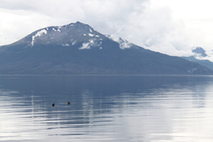 Stercorarius chilensis