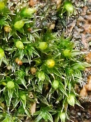 Orthotrichum diaphanum