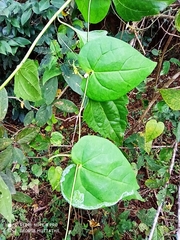 Solena amplexicaulis