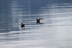 Stercorarius chilensis
