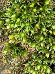 Orthotrichum diaphanum
