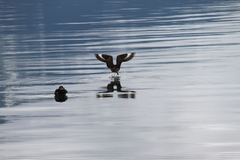 Stercorarius chilensis