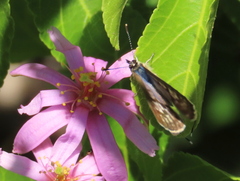 Leptotes pirithous