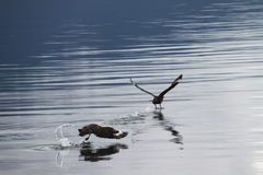 Stercorarius chilensis