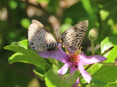 Leptotes pirithous
