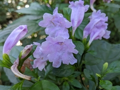Strobilanthes cusia