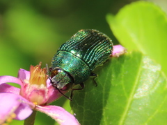Acmaeodera