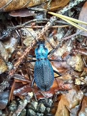 Carabus intricatus