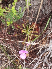 Drosera glabripes