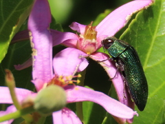 Acmaeodera