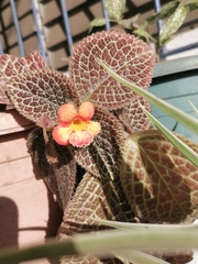 Episcia