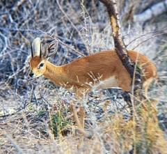 Raphicerus campestris