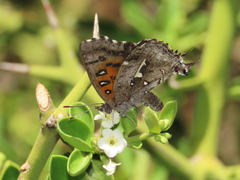 Phasis braueri