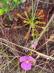 Drosera glabripes