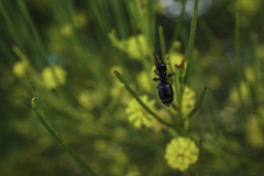 Elaphroptera
