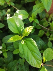 Stevia rebaudiana