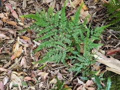 Adiantum formosum