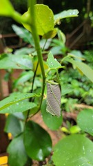 Paratrachelophorus nodicornis