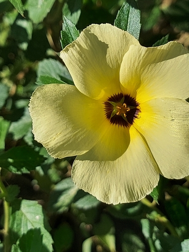 Turnera subulata