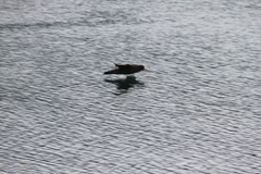 Macronectes giganteus