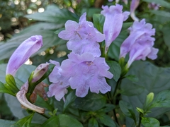Strobilanthes cusia
