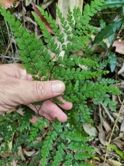 Adiantum formosum