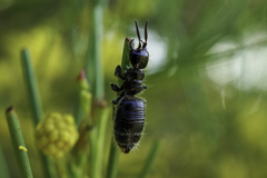 Elaphroptera